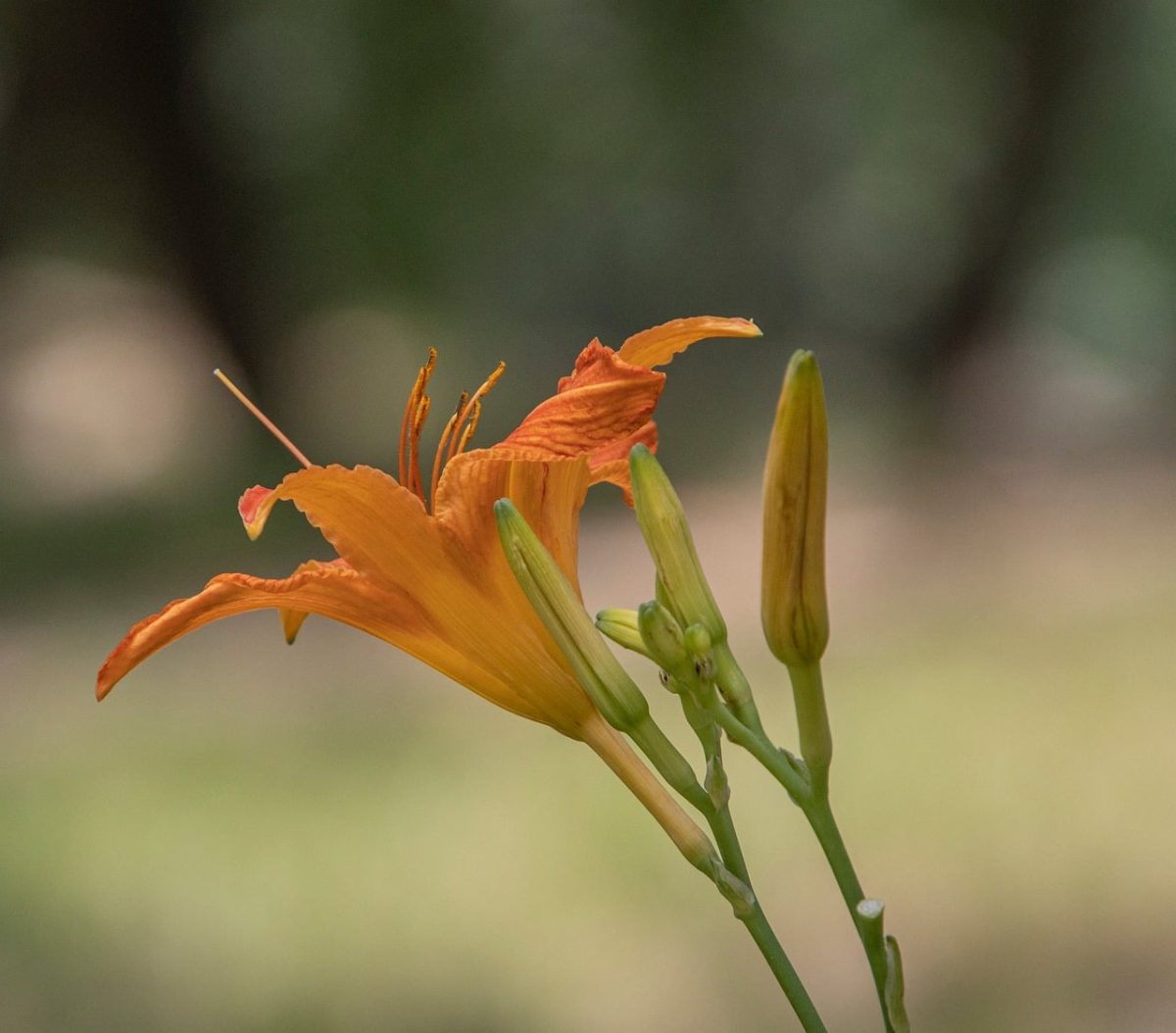 daylily, flower, summer, orange, garden, plant, nature, bloom, petals, yellow, beauty, countryside, fresh, peaceful, soft bokeh, single flower, creative photography, macro, close-up, delicacy
