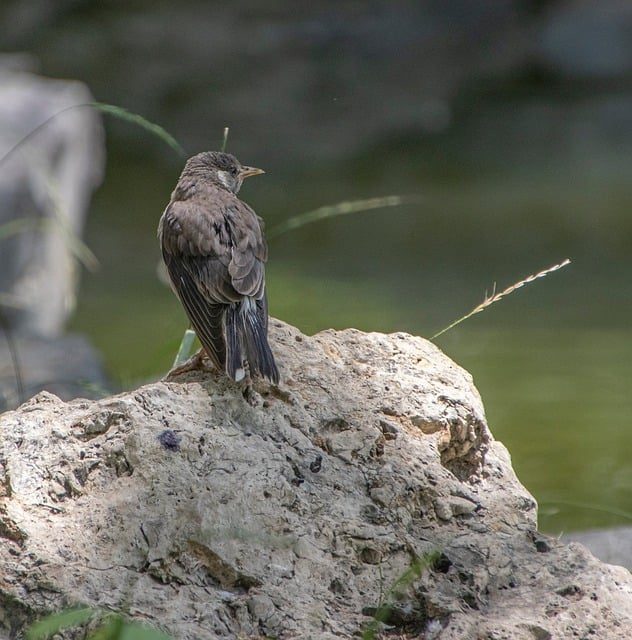 starling, nature, bird, wildlife, ornithology, avian, animal, species, beak, plumage, outdoor, feathers, summer, perched