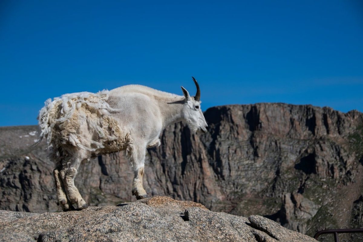 goat, mountains, rocky, mountain goat, wildlife, blue sky, horns, fauna, nature, mammal, outdoor, hiker, environment, wild animal, walking, nature reserve, view, climbing, altitude, travel
