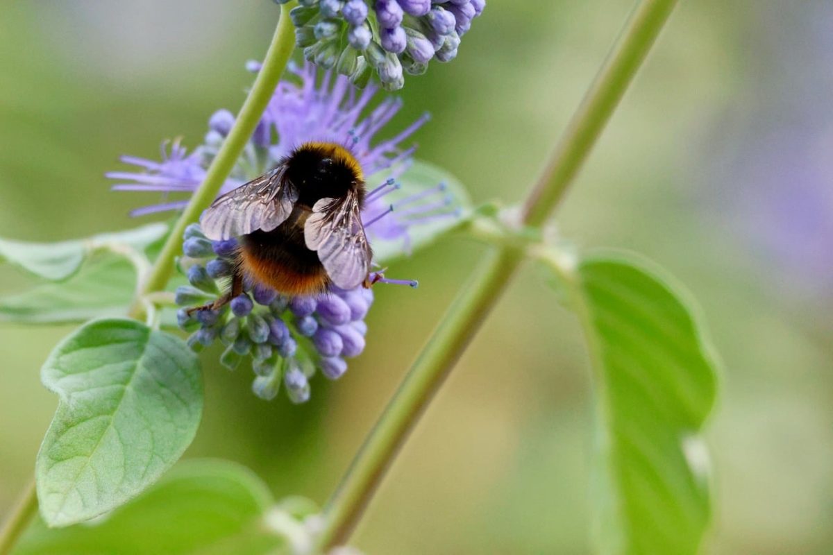 bumblebee, bee, phacelia, nature, flowering plant, pollinator, garden flower, ecology, green plant, pollination work, purple, delicacy, life cycle, connection, bumblebees, summer, wings, cut, inflorescence
