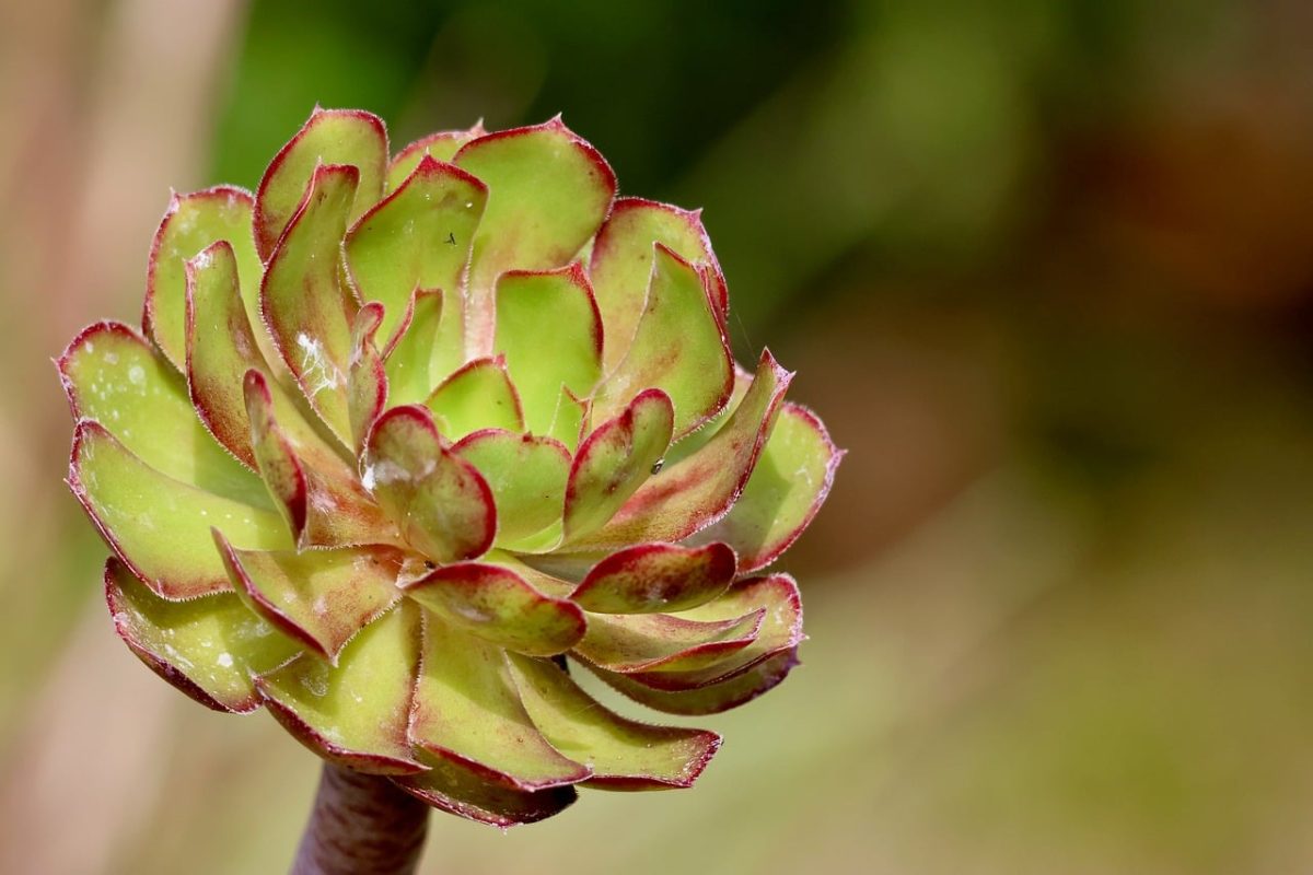 aeonium, succulent, thick leaf, nature, leaves, green color, macro, plant, detail, garden, natural, botany, pointed edges, cultivation, drought-tolerant, red edges, outdoor environment, photography, tenderness, green