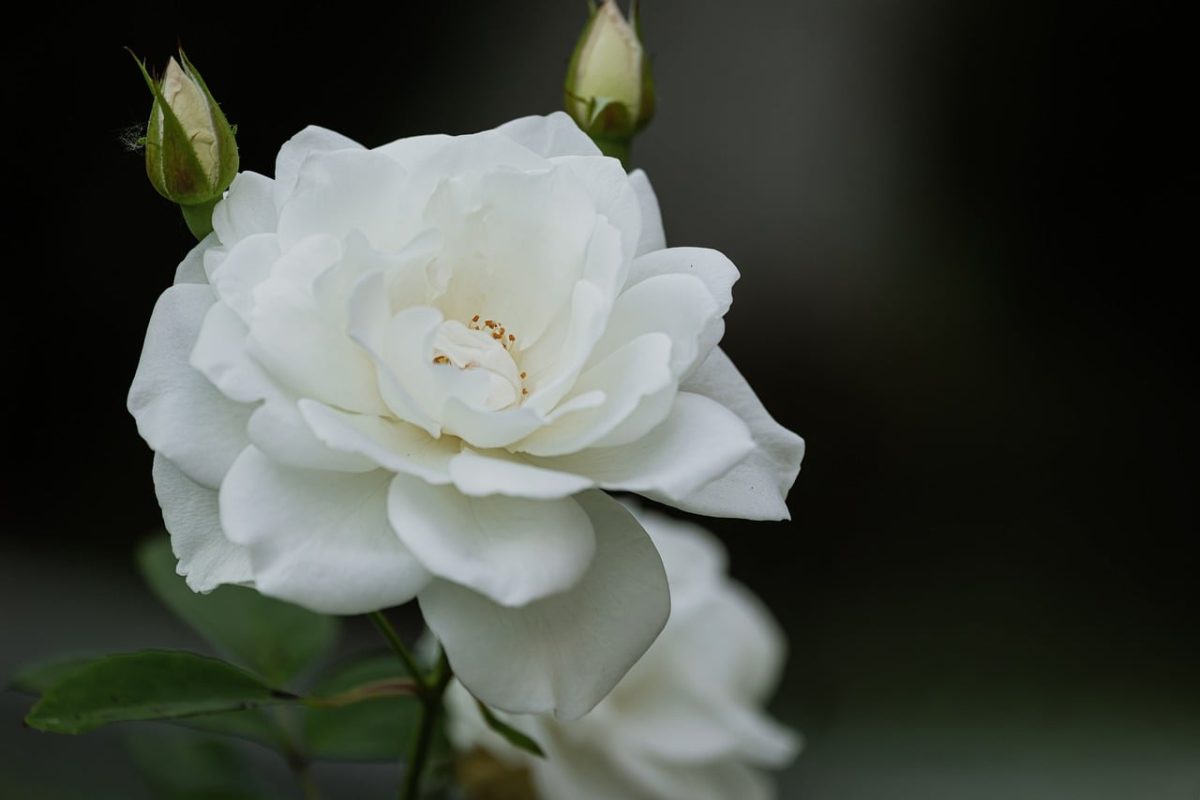 white rose, flower, bud, nature, beautiful, flower wallpaper, macro, detailed, garden, fresh, blossom, petal, beautiful flowers, velvety, black background, purity, flower background, lighting, photography, symmetry, fragrance, delicate petals, calm