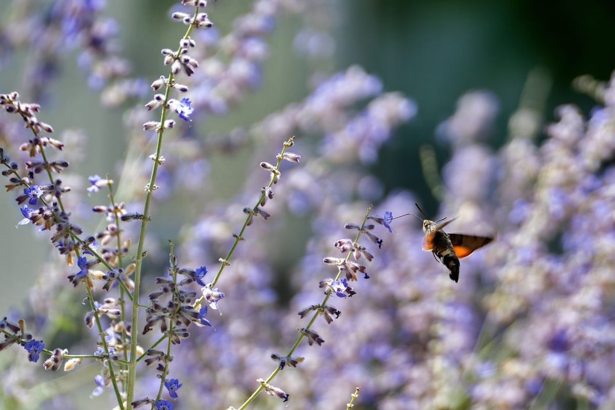 nature, flower, beautiful flowers, bumblebee, butterfly, purple flower, flying insect, garden, macro photography, blurred background, pollination, natural environment, flower background, hawkmoth, summer season, wings, flower wallpaper, lavender, close-up
