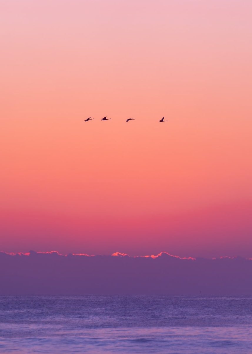 sunset, birds, sea, sun, evening, nature, western horizon, clouds, sky, soft colors, tranquility, rest, relaxation, calm scene, pastels, horizon, landscape, evening mood, meditation, natural beauty, edge, flight