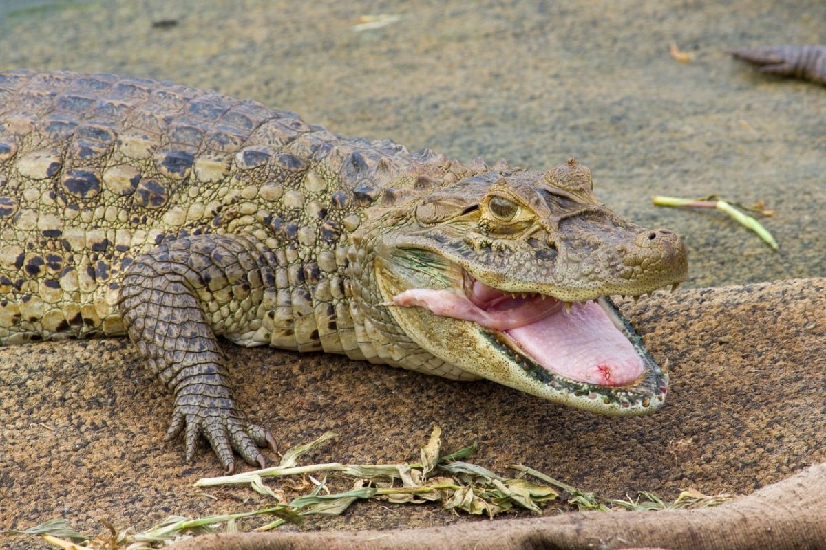 crocodile, reptile, teeth, open mouth, wild, animal, skin, green, natural habitat, crawling, zoology, photography, on display, sharp teeth, threat, ecosystem, wild nature, predator, conservation, shore, nature
