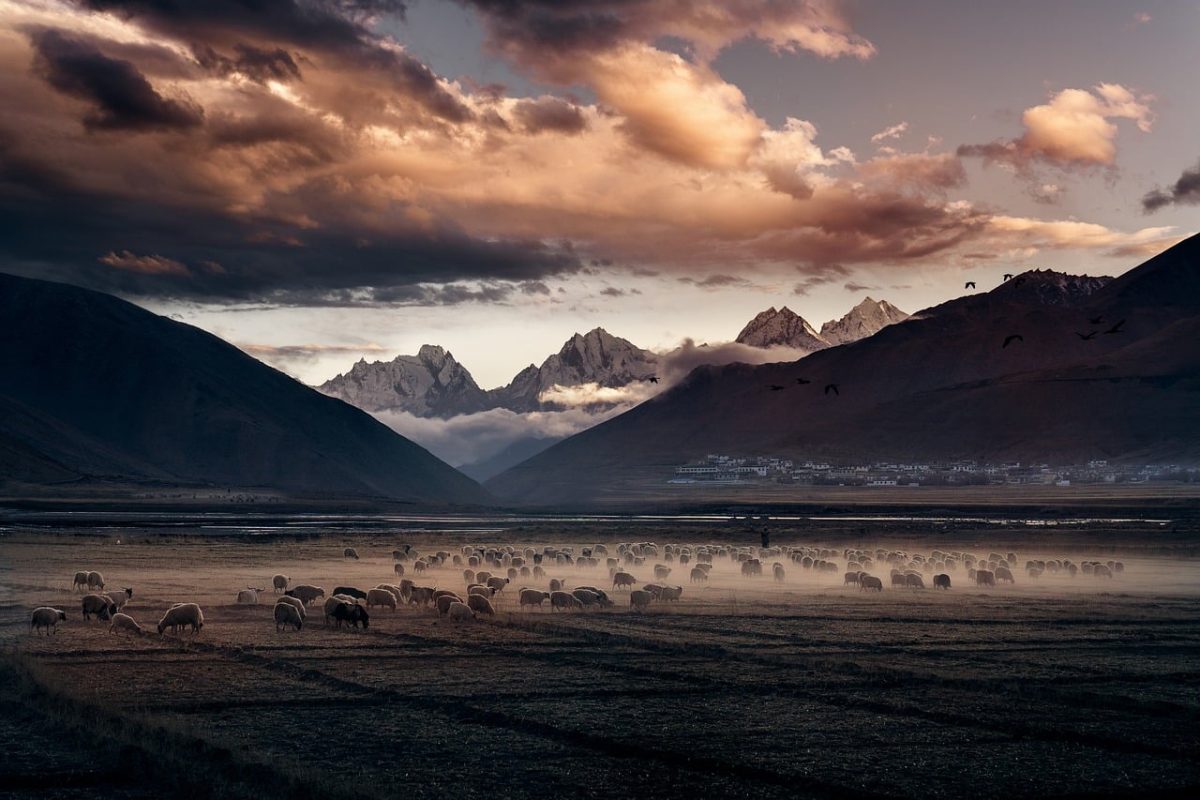 sunset, sheep, mountain, town, pasture, mist, mountains, morning, nature, pastoral, sky, village, flock, morning time, landscape, alps, western, foggy, silence