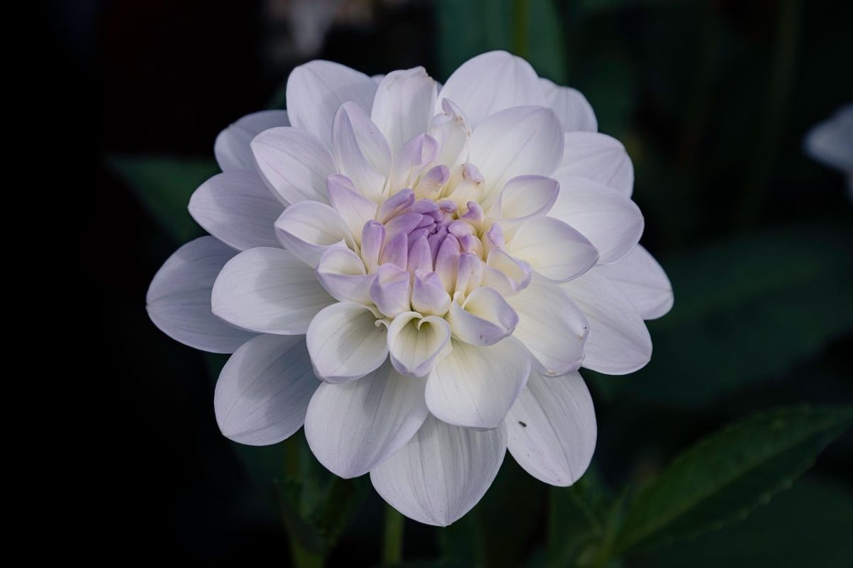blooming, dahlia, white, hd wallpaper, violet, nature, garden, close-up, background, flower, botany, fall, wallpaper background, flora, wallpaper, lilac, petal, vibrant colors, macro, love for nature, delicate