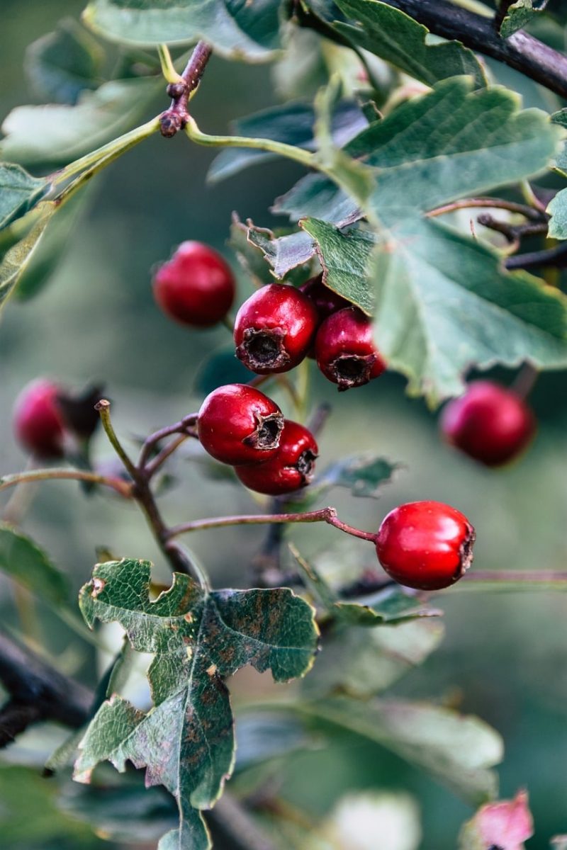 berries, red berries, leaves, shrub, autumn, nature, outdoor, botany, macro, ripe, wild, branches, close-up, blurred background, texture, blossom, bluish, natural light, fresh, vibrant