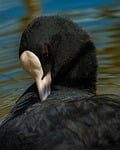 coot, water bird, black feathers, red eye, white shield, preening, lake, wildlife, nature, close-up, detailed, posture, contrast, textured plumage, black bird, water surface, portrait, looking away, outdoors, graceful