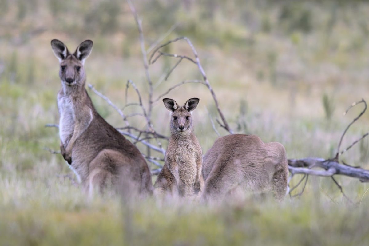 kangaroo, wild, nature, eastern grey kangaroo, fauna, marsupial, mammal, australian, australia, pouch, joey, grass, macropod, wilderness, movement, trio, herd, ground, browsing, kangaroo baby, macropus giganteus
