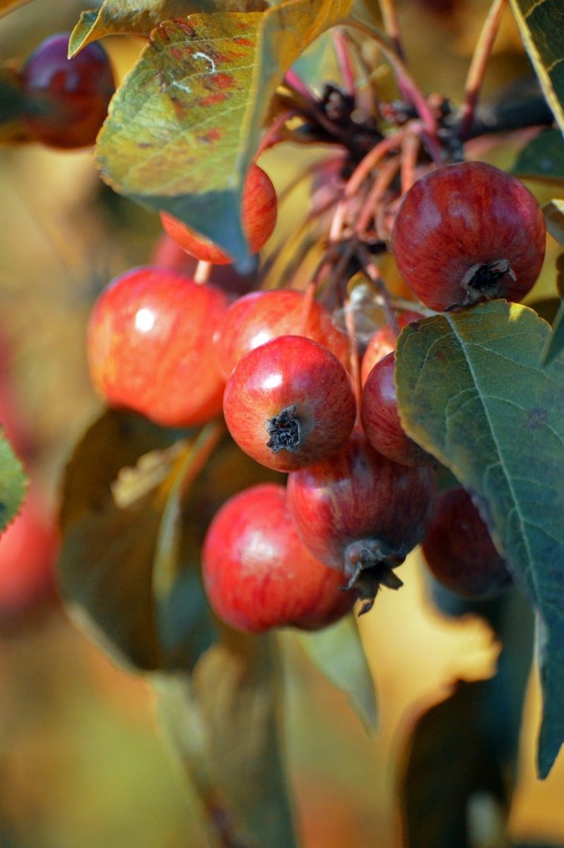 crabapple, red fruit, autumn, close-up, leaf, garden, nature, red, branches, ornamental tree, fresh, plant, abundance, delicious, texture, vitamins, botanical, variety, healthy, considered