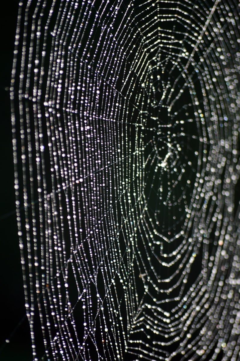 spider web, dew, water droplets, nature, morning, macro, droplet, spider silk, crystal droplet, wet, fragility, early morning, grey background, delicacy, natural light, autumn mood, droplets, detail photography, special effect, invisible web, beautiful composition