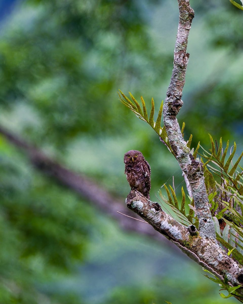 owl, tree, branch, leaf, wildlife, nature, green, birdwatching, camouflage, ornithology, dusk, feathers, nesting, hunting, environment, conserve, serenity, wild, monitoring