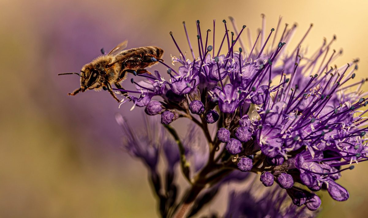 bee, honey bee, insect, pollinator, phacelia, purple flower, macro, close up, blossom, bloom, flora, garden, wildlife, nectar, foraging, details, bokeh, summer, nature, background