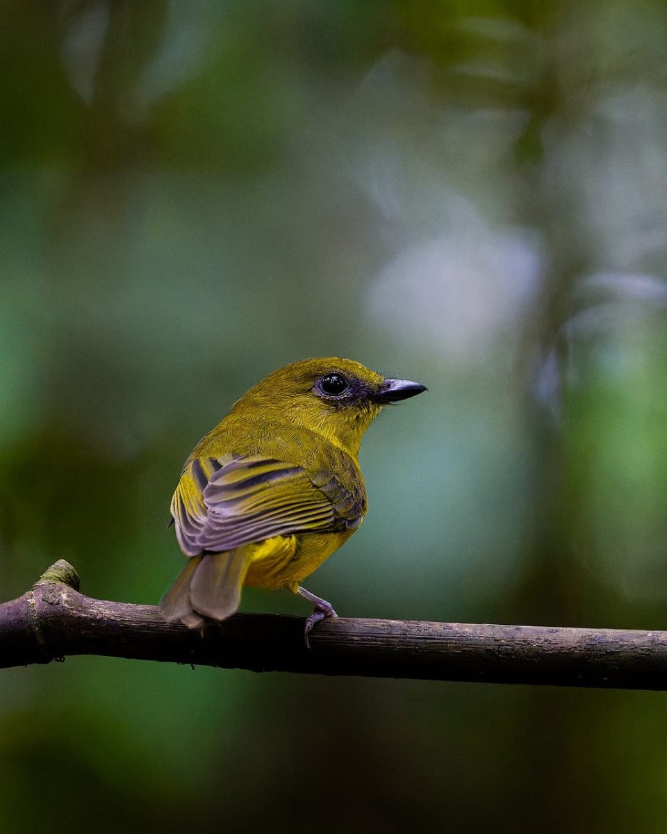 bird, nature, wildlife, borneo, whistler, ornithology, plumage, branch, tropical, view, rainforest, green, yellow, beautiful, birdwatching, fauna, nice, on a branch, avian, macro, bird in nature