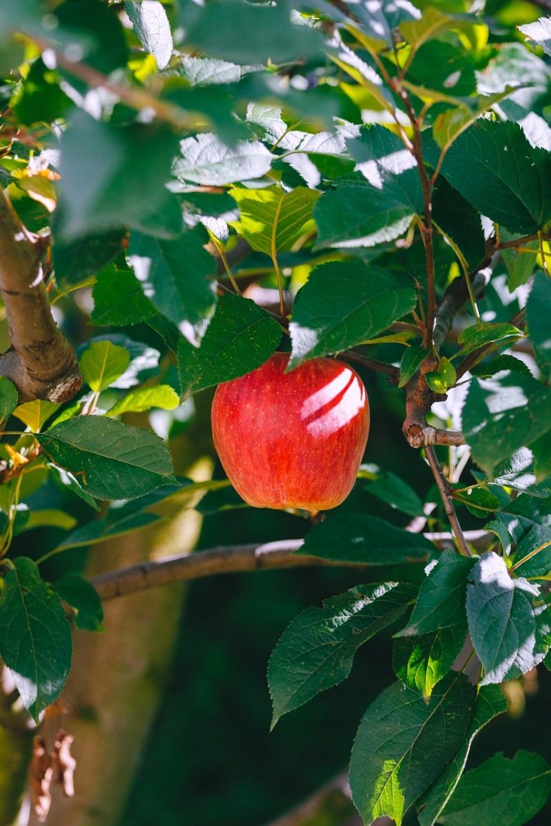 apple, fruit, tree, march, green, summer, sunny, outdoor, nature, fresh, leaves, branch, agriculture, sapling, nature-loving, fruitful, red, garden