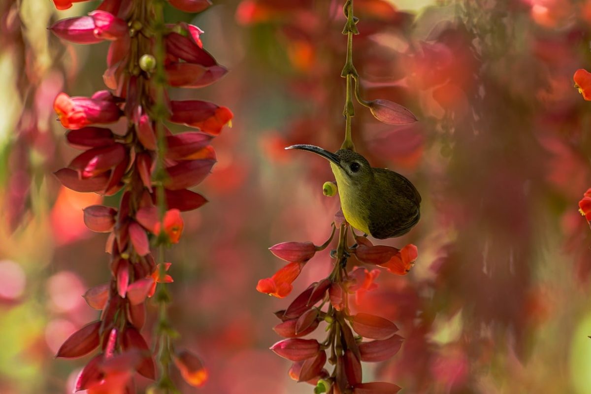 nature, wildlife, bird, colorful, outdoor, ornithology, plumage, beak, feathers, fauna, perched, species, red flower, hummingbird, curious, beautiful, natural habitat, asian fauna, nature photography, small bird, exotic red and yellow flower
