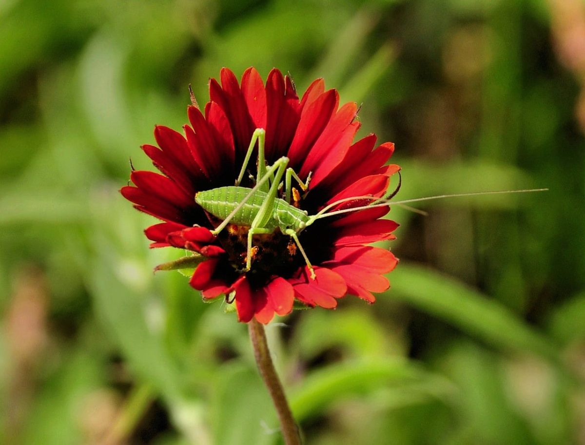 grasshopper, nature, red flower, garden, detail, green color, macro, insect, natural environment, enthusiastic, wings, summery, red, green, close-up jaw, botany, outdoor, wildlife, ornamental plant