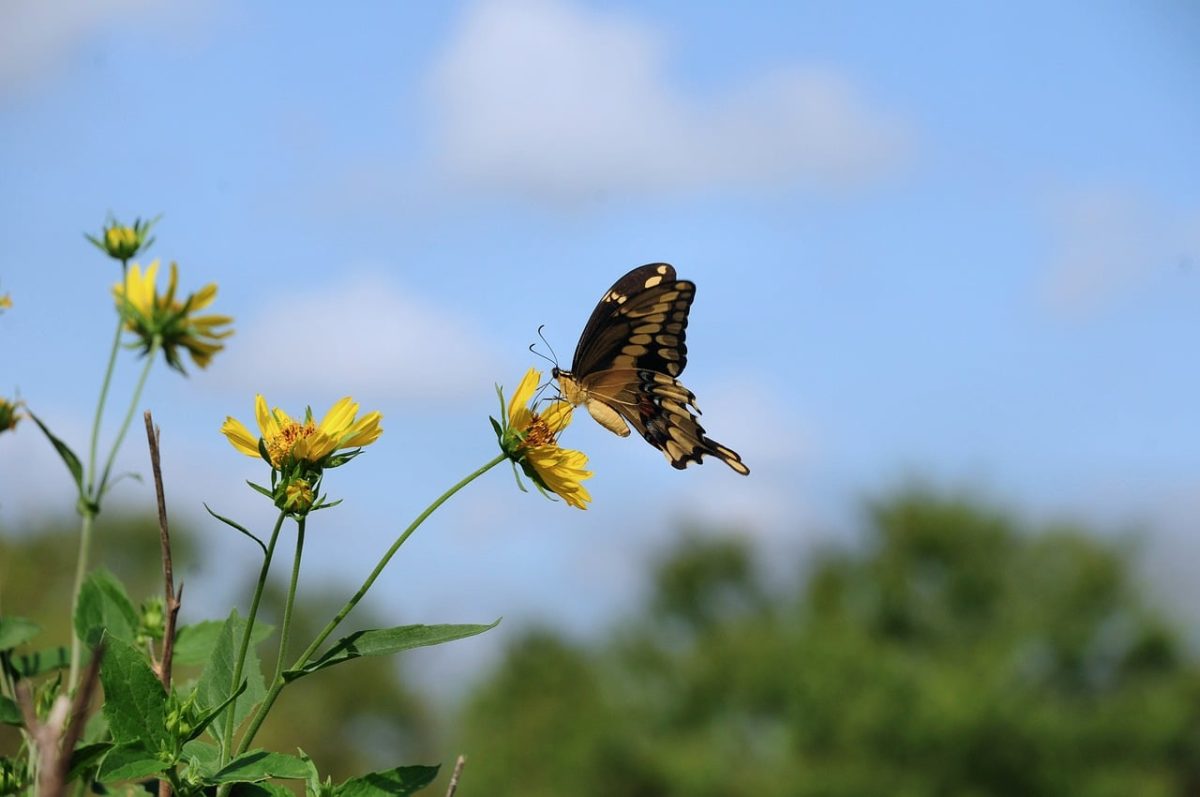 butterfly, flowers, insect, blue sky, pollination, beautiful flowers, summer, flower wallpaper, wings, yellow, nature, macro, detail, bees, wild, environment, honeycomb, flower background, eco, colorful, fragile