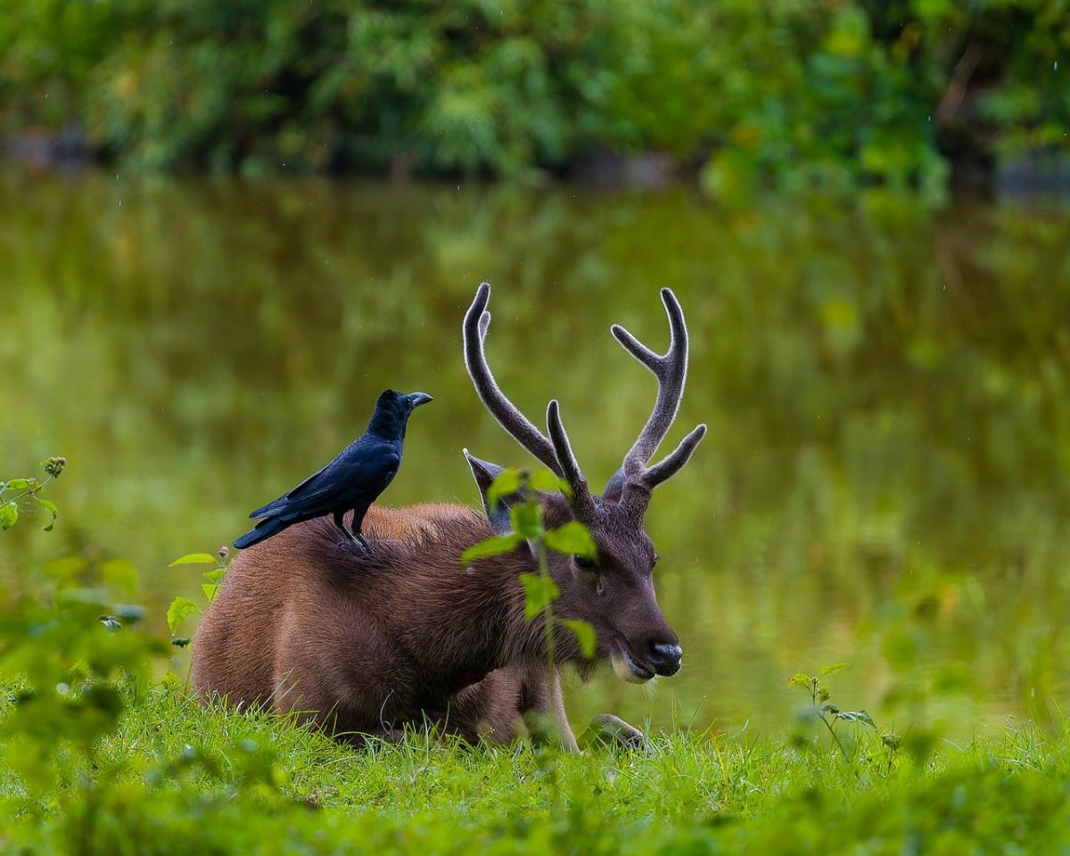 symbiosis, forest, wilderness, deer, wildlife, bird, crow, grass, green, water, cooperation, nature, animal, feathers, meadow, ornithology, mammal, black, beak, stream