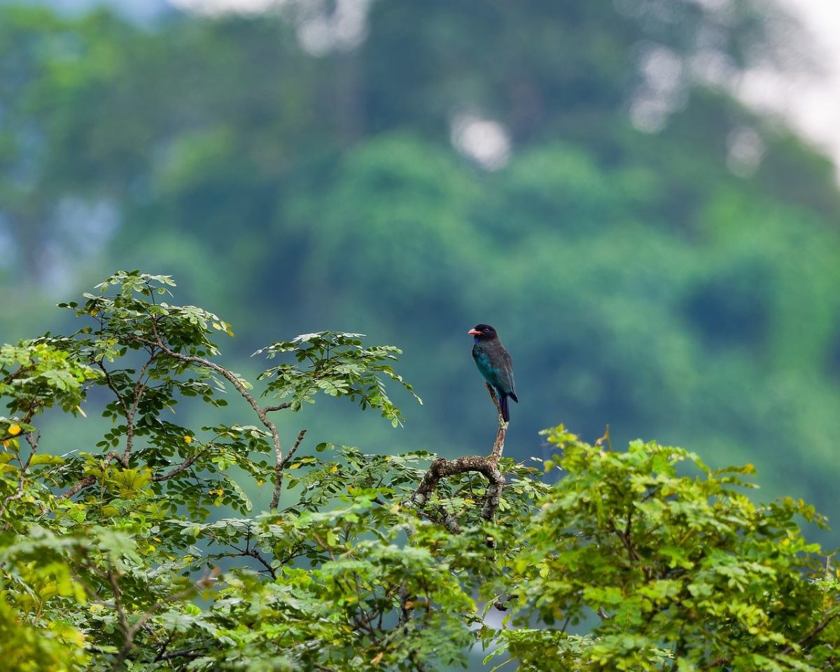 nature, bird, tree, forest, green, bird on branch, birdwatching, wildlife, meadow, serenity, outdoor, ecosystem, advantage, biological, nests, jungle, dense, diversity, habitat