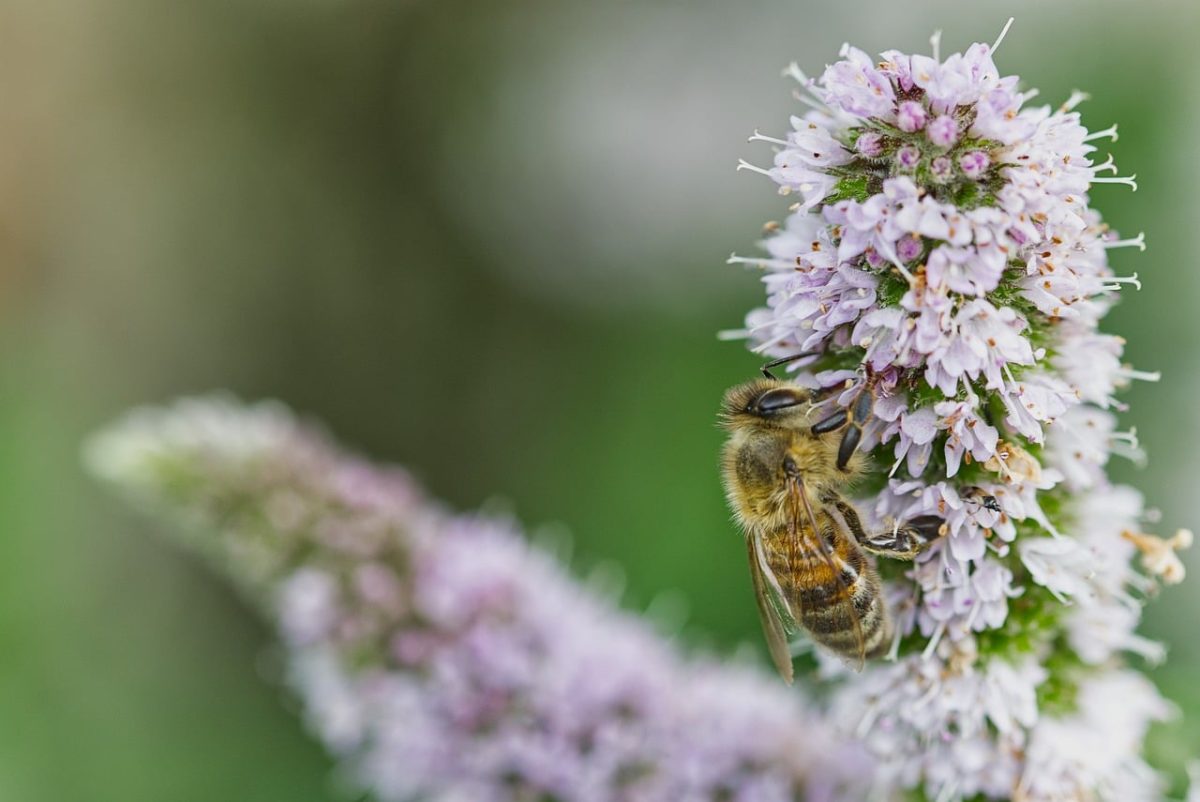 bee, flower, beautiful flowers, nature, pollination, macro photography, insect, honeybee, flying, biology, blurred background, purple, garden, summer, ecosystem, sharp, flower wallpaper, beauty, honey, flight, flower background, botany, gardening