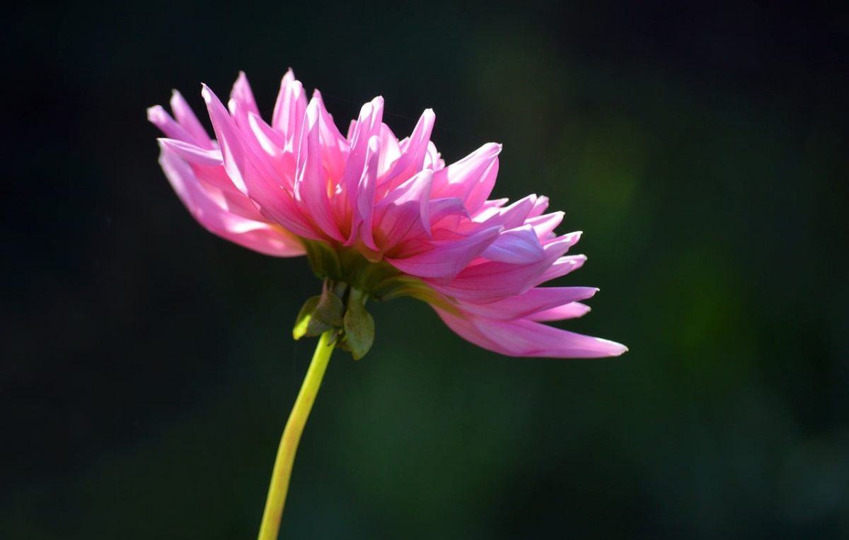 dahlia, cactus dahlia, pink blossom, flower wallpaper, flower, nature, garden, summer, garden flower, flower background, macro photography, flora, close-up, beautiful flowers, ornamental plant, georgan, asteraceae, color pink, plant, gardening, outdoor, beauty, green