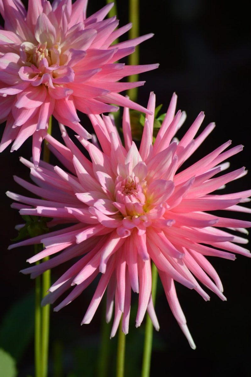 dahlia, pink bloom, garden flower, summer flower, nature, flower beauty, close-up, flower, ornamental plant, nature wallpaper, beautiful flowers, cactus, pink, composite flower, flower background, late summer, dahlia wallpaper, flower wallpaper, garden, hydrangea