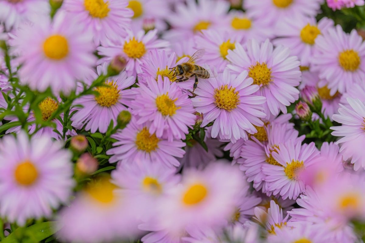 bee, flowers, pink, nature, garden, pollination, botany, natural habitat, asters, garden flowers, apiology, flying, green leaves, summer season, bloom, alive, out of focus, bright