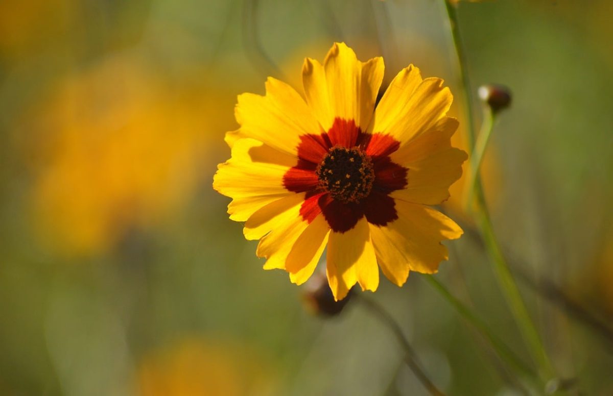 coreopsis flower, yellow flower, midsummer, wildflower, garden flower, nature, summer flower, sunny flower, wild plant, multicolored flower, garden, flower meadow, blooming, plant, vibrant colors, summer day, landscape, red color, striking, sunny day, natural beauty
