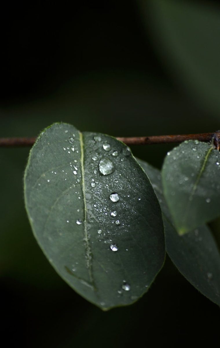 leaf, close-up, water, raindrops, nature, humidity, drops, green, after rain, nature theme, simplicity, pure, outdoors, natural world, minimalism, freshness, calm, liquids, peaceful, eco-friendly, external