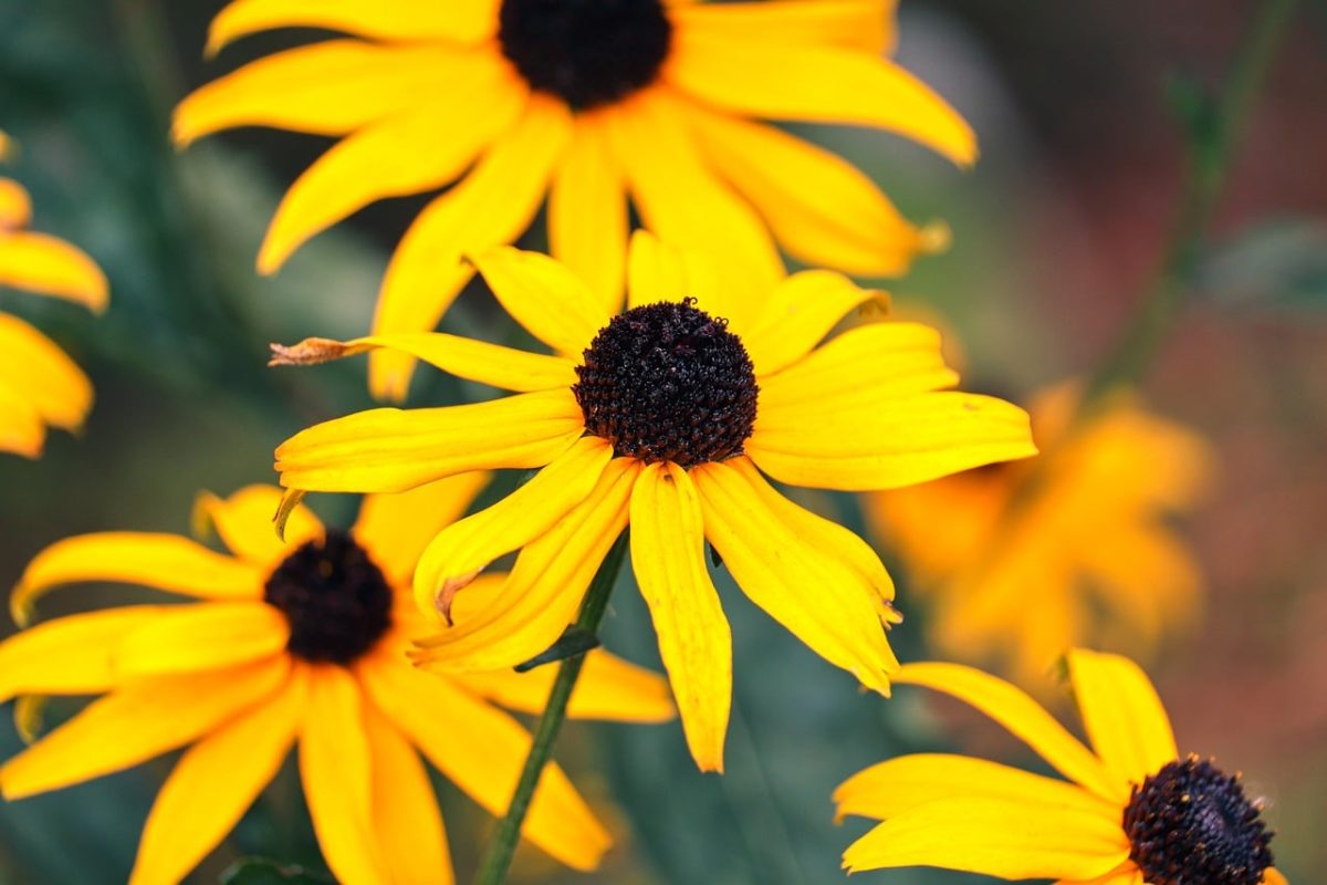 rudbeckia, flowers, yellow, garden, autumn, petals, close-up, nature, plant, beauty, ornamental, bloom, leaves, sunny, calm, green, outdoors, health, refreshing, flower garden, lovely