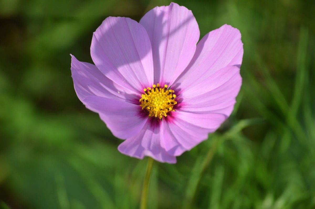 cosmea, ornamental flower, pink flowers, green background, summer flower, natural beauty, macro photography, delicate texture, nature, natural background, symmetrical bloom, delicate petals, flower garden, summer day, flower decoration, sunny day, floral pattern, beauty of nature, ornamental