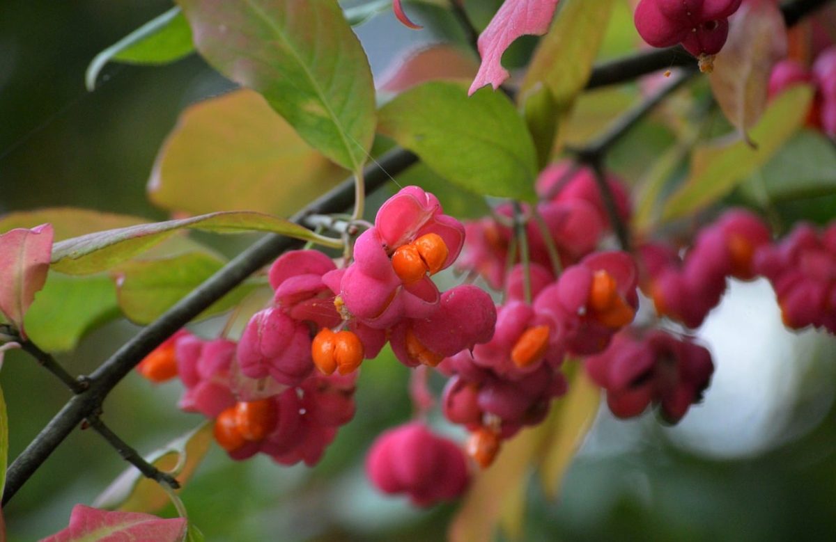 spindle tree, autumn colors, nature, capsule berries, leaves, branches, pink, orange, nature wallpaper, autumn picture, shrub, small blooms, nature details, decorative shrub, close-up, ripeness, pink-orange, natural beauty, decoration, plant