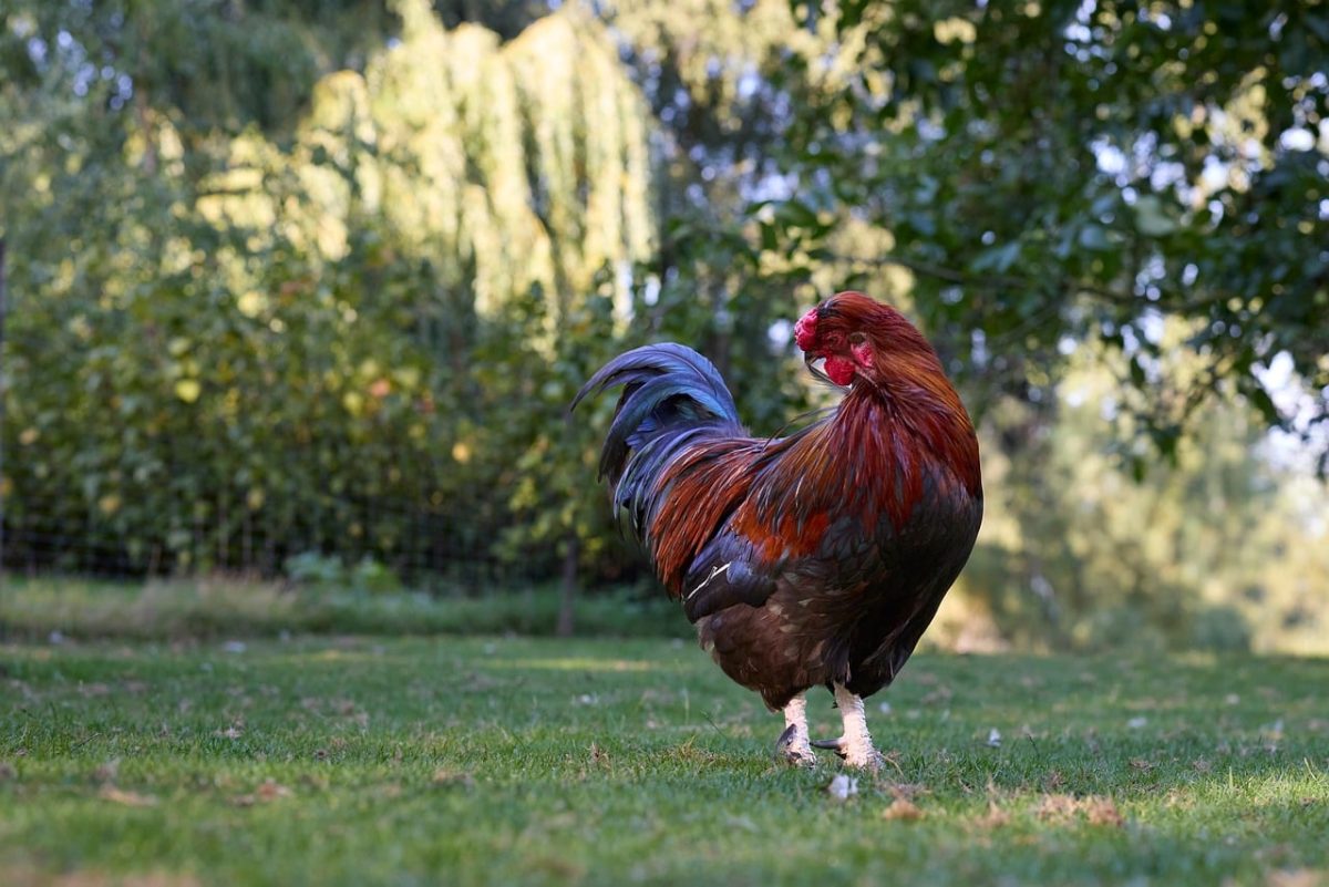 rooster, plumage, grass, green, outdoors, farm, nature, healthy, fertile, male, animal, colorful, comb, animal care, countryside, yard, sun, alarm, vibrant