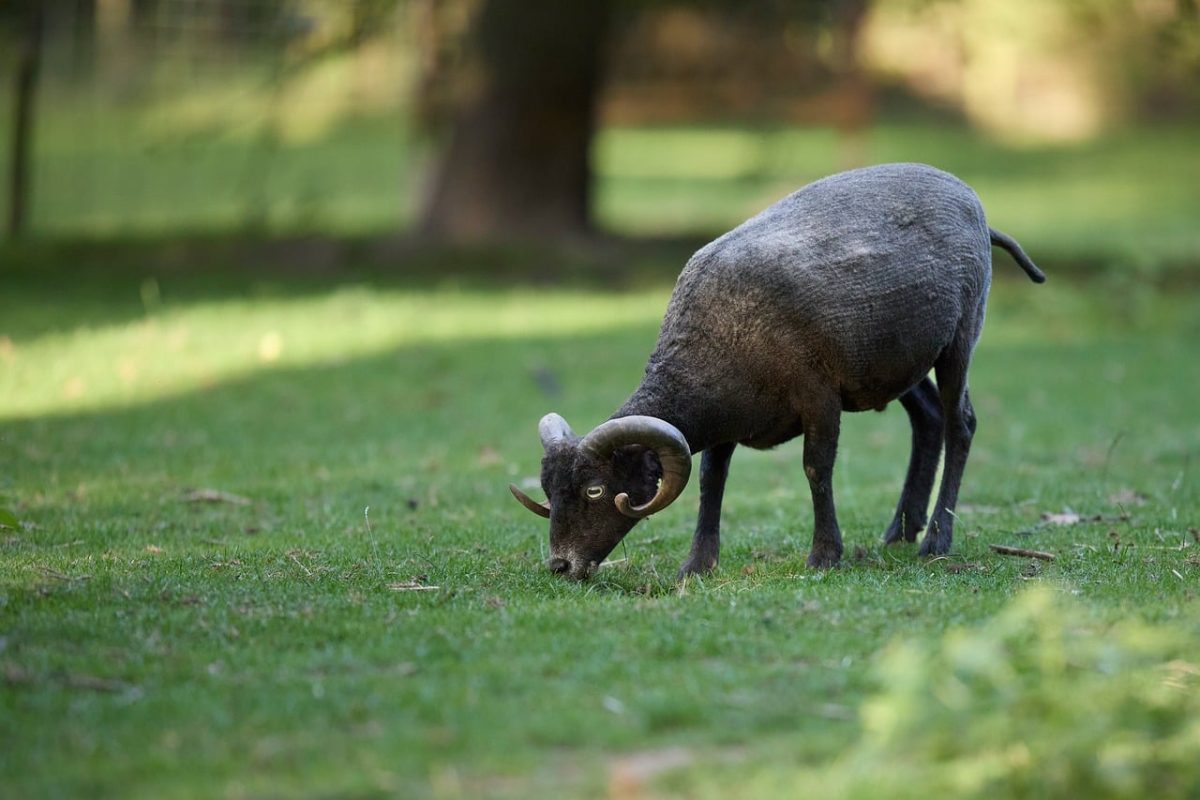 sheep, wallpaper 4k, cool backgrounds, desktop backgrounds, horns, black, wallpaper hd, mac wallpaper, grazing, free wallpaper, pasture, hd wallpaper, animal, countryside, farm, savannah, nature, wild, background, 4k wallpaper 1920x1080, 4k wallpaper, mushroom, laptop wallpaper, simplicity, feeding, full hd wallpaper, field, green, free background, wool, common, beautiful wallpaper, windows wallpaper, dewdrops, demonic animal