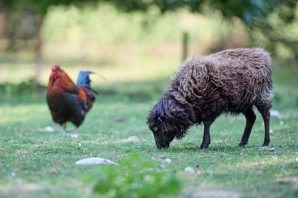 sheep, rooster, black sheep, farm, countryside, pasture, grass, domesticated, wool sheep, agriculture, nature, animal, livestock, rural, green, outdoor, black sheep in pasture