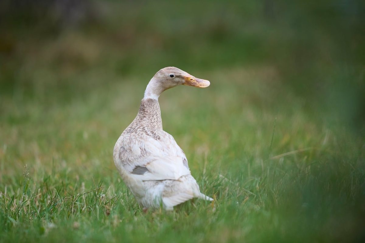 duck, grass, outdoor, animal, nature, feather, beak, farm, countryside, agriculture, pet, standing, landscape, tame, wild bird, portrait, peace, calm, simplicity, serenity