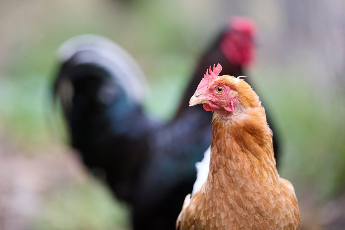 chicken, rooster, farm, animal, bird, portrait, brown, agriculture, livestock, red comb, feathers, outdoors, bokeh, rural, beak, eye, poultry, green, farmyard, agricultural setting, nature, ornithology