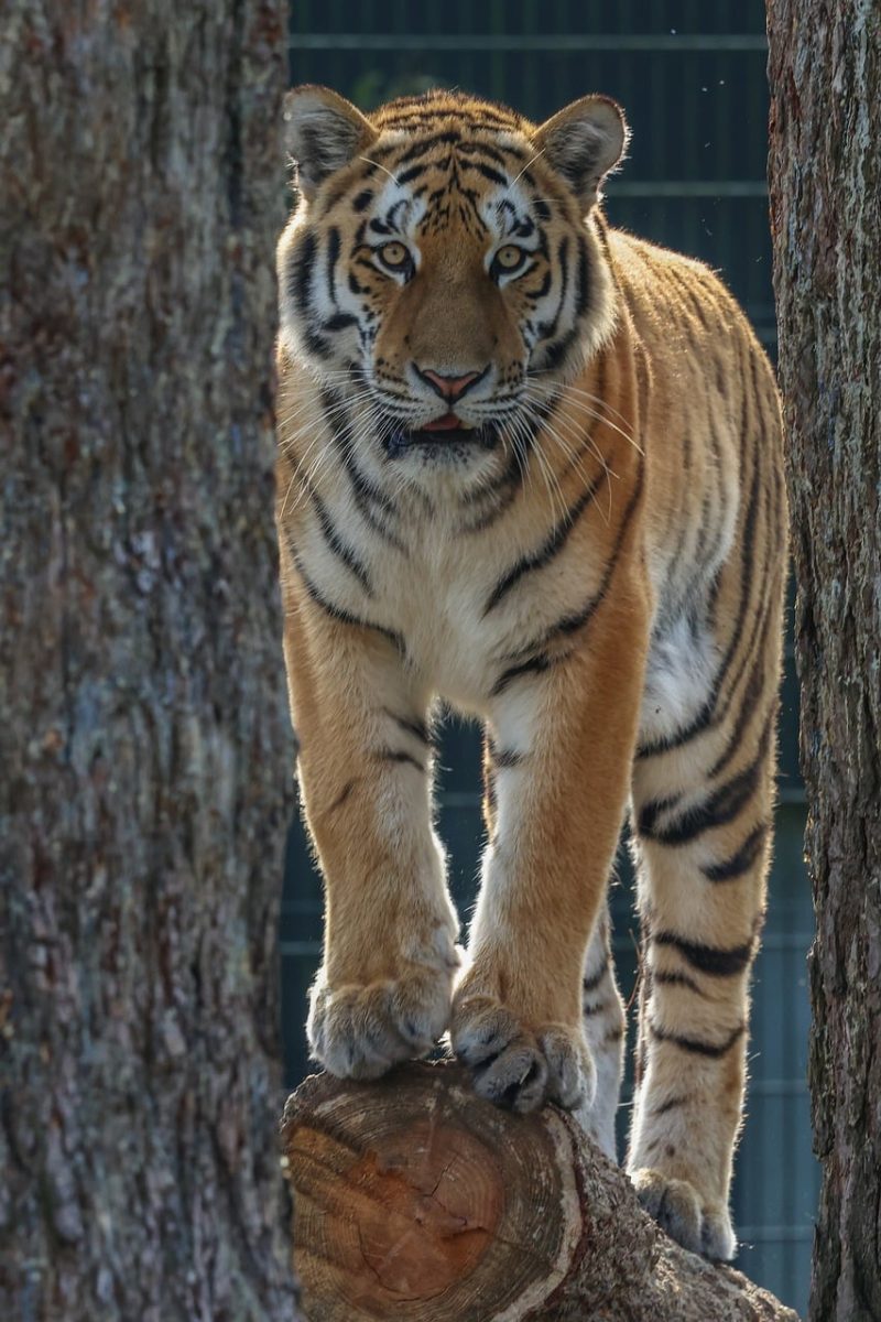 tiger, nature, wild, animal, predator, stripes, feline, animalistic, wildlife, jungle, dangerous, wilderness, asian, wood, idle, bear claw, hunter, renewal