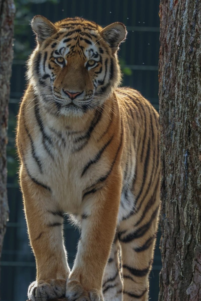 tiger, animal, predator, nature, aura, stripes, big cat, fur, frontal, wild, forest, natural habitat, presence, posing, canine, wild animal, handsome, light, feline