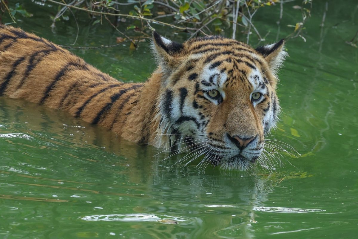 tiger, nature, animal, predator, feline, swimming, water, bathing, stripes, wild, moment, concept, wilderness, green, hunter, danger, camouflage, natural environment, mammal, big cat