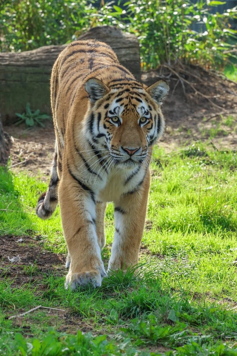 tiger, nature, animal, predator, feline, wilderness, fur, striped, big cat, zoo, intense gaze, hunter, environment, grass, green background, daylight, unique pattern, fauna, wild, rest