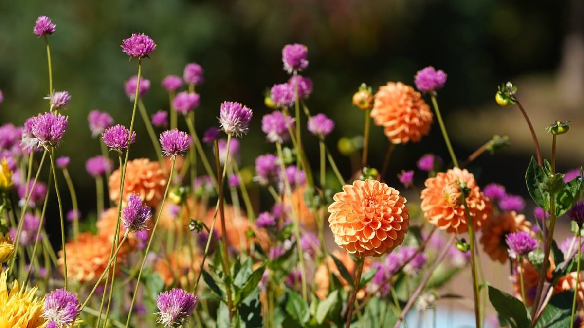 flower, dahlia, anemone, nature, orange, flower wallpaper, purple, garden, summer, flower background, magic, beauty, sunny, colorful, petal, outdoor, summertime, plant, beautiful flowers, flower arrangement, freshness, natural beauty