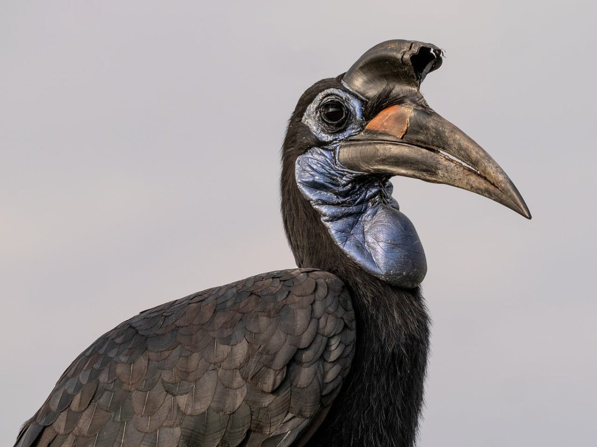 animal, bird, african bird, large beak, black feathers, exotic, blue, uganda, blue face, wildlife, climate zone, nature, magnification, hornbill, insect, habitat, natural, humps, black and blue, beak