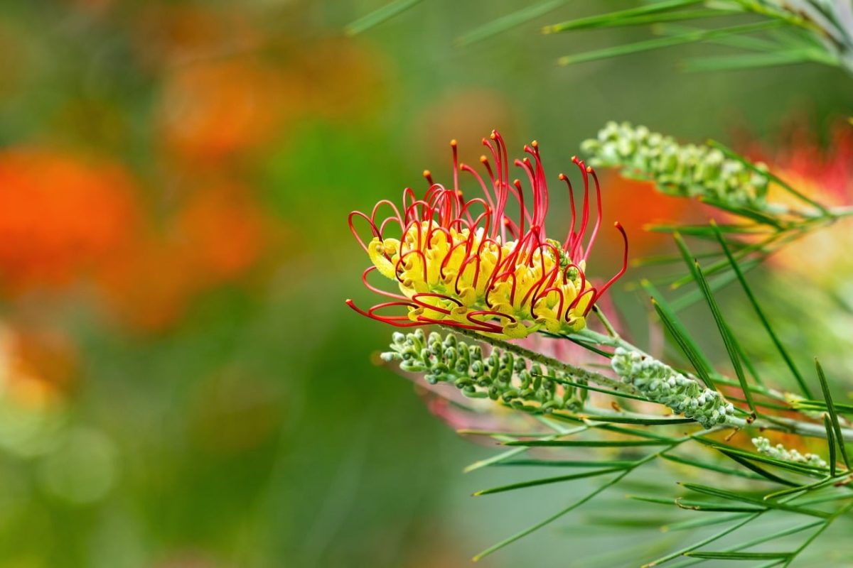 grevillea, australian, flower, nature, proteaceae, flora, native, botany, flower background, beautiful flowers, bright colors, garden, kings park, natural, leaf, natural beauty, flower wallpaper, evergreen, detail, macro, exotic, outdoor, zoom
