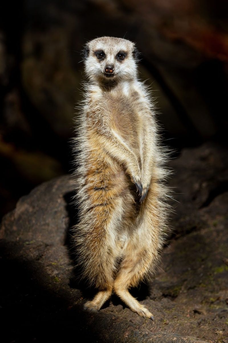 meerkat, zoo, alert, cute, sentry, animal, daylight, guarding, standing, wildlife, nature, brown fur, portrait, carnivore, attraction, typical posture, savanna, rock, land mammal, foraging