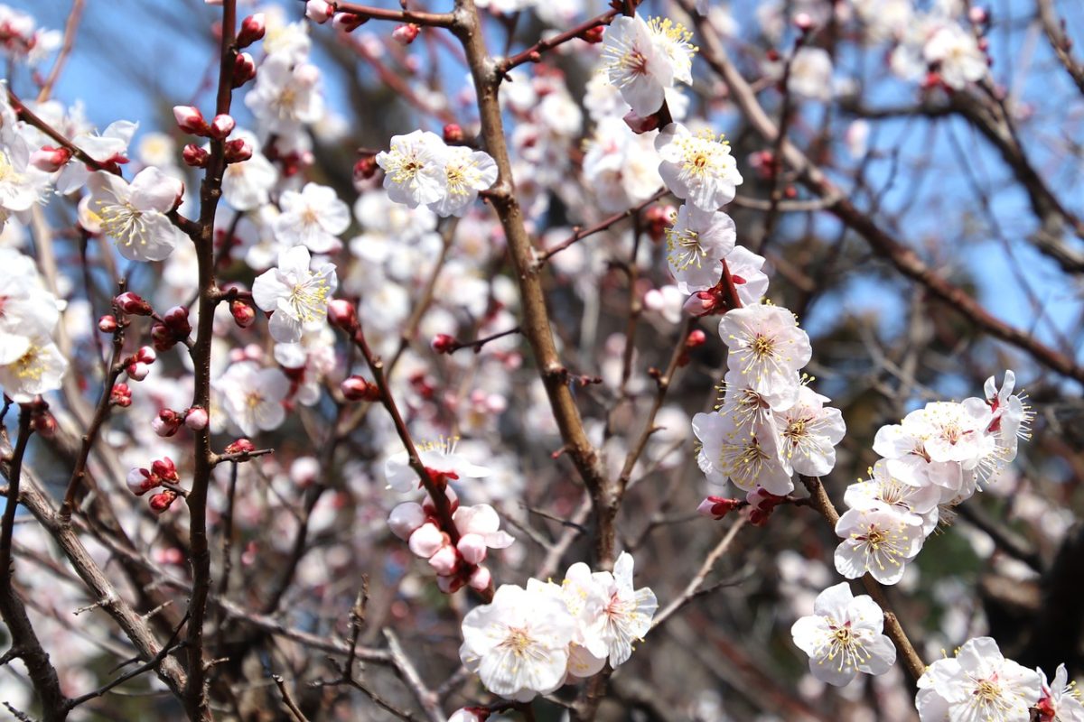 blossoms, spring, nature, white flowers, branches, pink buds, japanese culture, mountains, blue sky, outdoors, plum tree, floral scenery, ornamental, natural beauty, blooming, peaceful, garden, romantic, picturesque