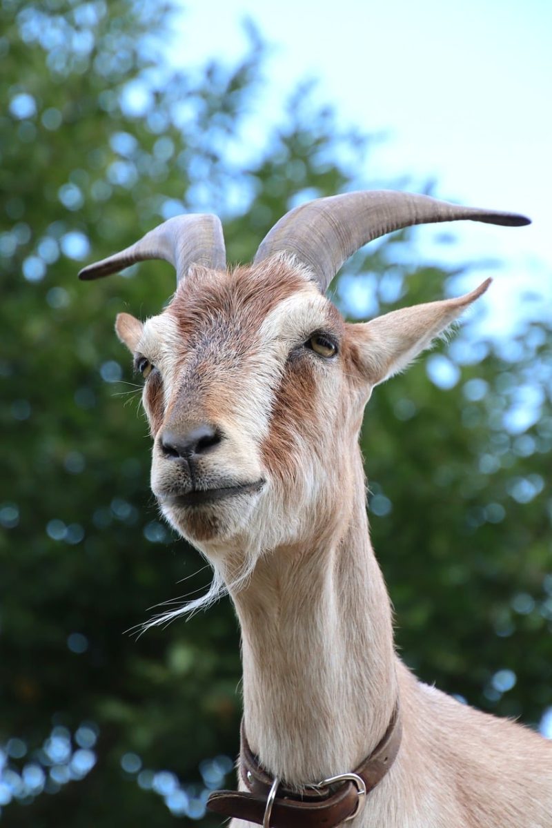 goat, animal, nature, pasture, horns, animal neck, fur, summer, outdoor, close-up, focused, neck, green leaves, fresh, high angle, blue sky, horned, collar, viewed from below, mountainous area