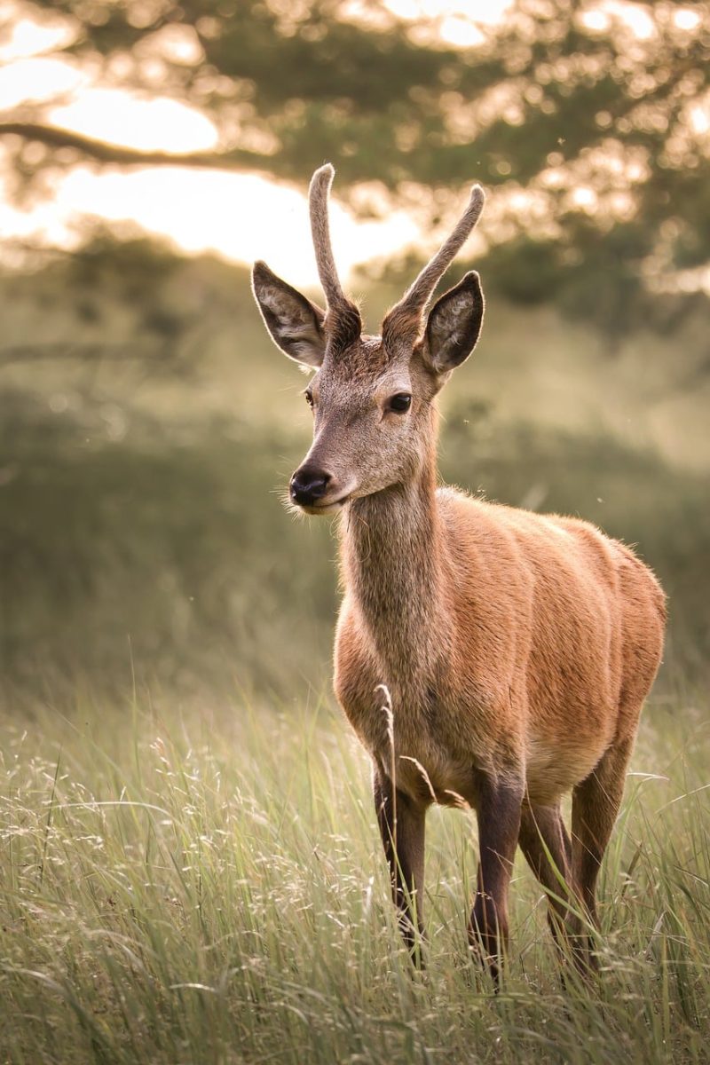 red deer, spike deer, young deer, deer, wild animal, wildlife photography, nature photography, animal portrait, velvet antlers, antlers, darßer ort, meadow, backlight, golden light, nature, autumn, national park, mecklenburg-vorpommern, morning light, fischland-darß-zingst, Prerow, Germany, Mecklenburg-Vorpommern